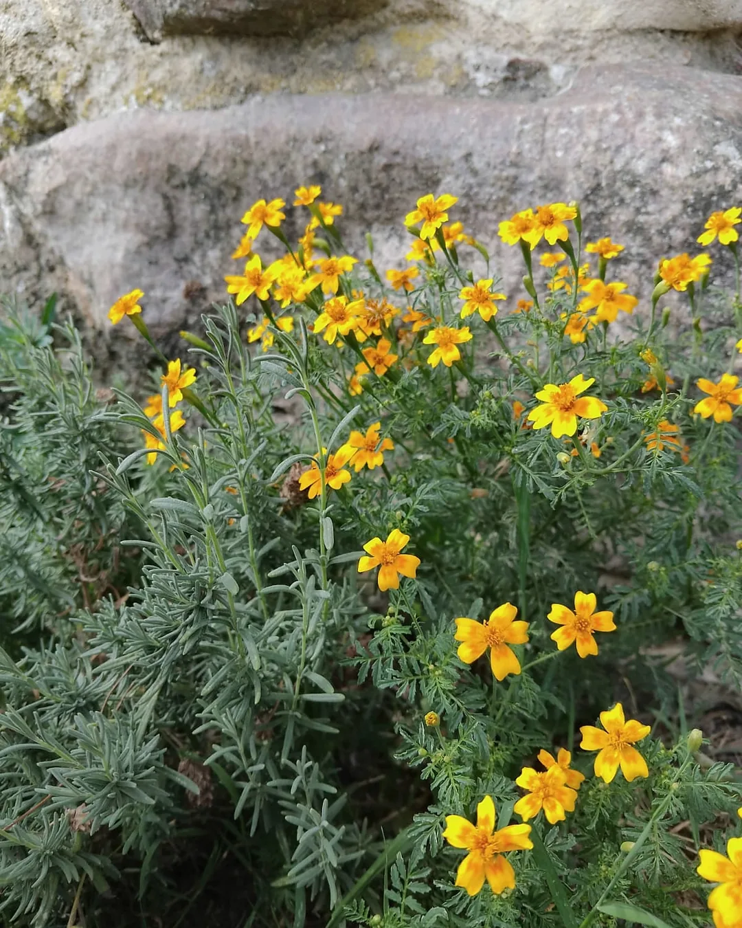 Tagètes jaunes en fleurs près d'un rocher