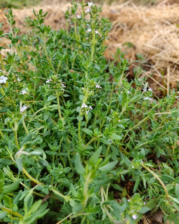 Touffe de thym d'hiver en fleurs