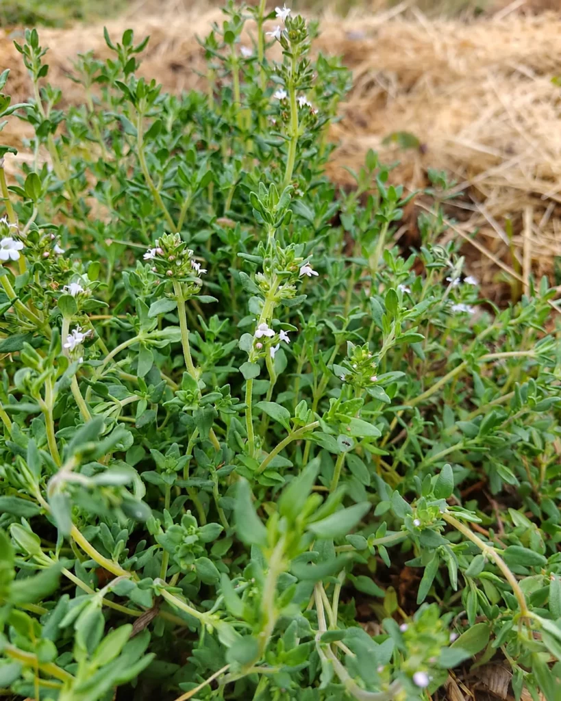 Touffe de thym d'hiver en fleurs