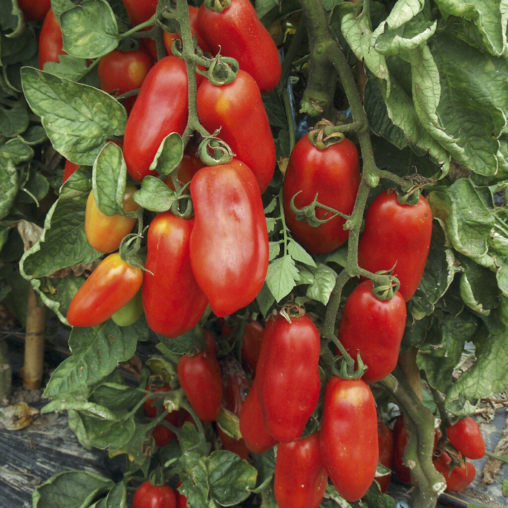 Tomate San Marzano - BIO