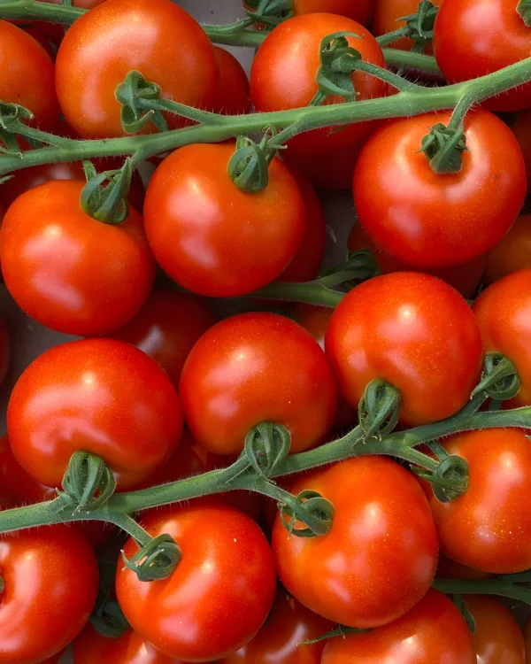 Grappes de tomates cerises Annelies