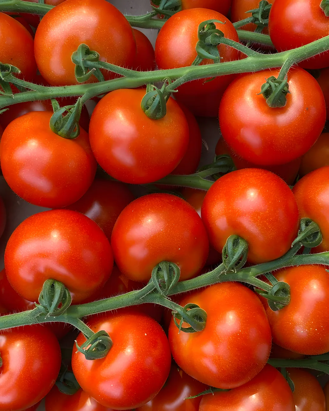 Grappes de tomates cerises Annelies