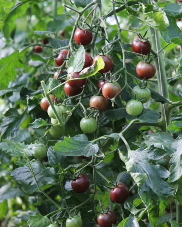 Grappes de tomates cerises Black Cherry sur le plant