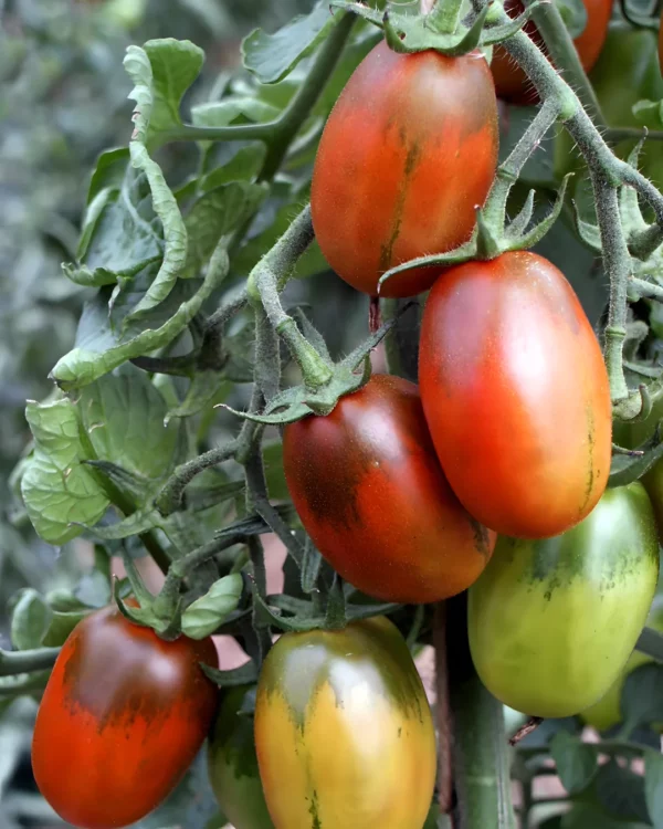 Tomates Black Plum allongées sur le plant