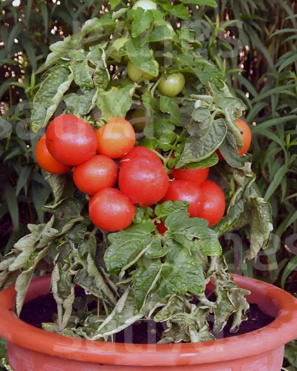 Plant de tomate Chaperon rouge en pot