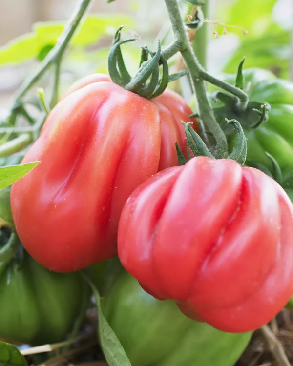 Tomates dentelées roses de Bührer-Keel sur le plant