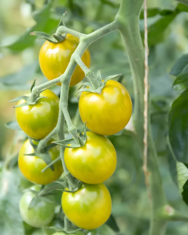 Grappe de tomates Green Grape jaune-vert