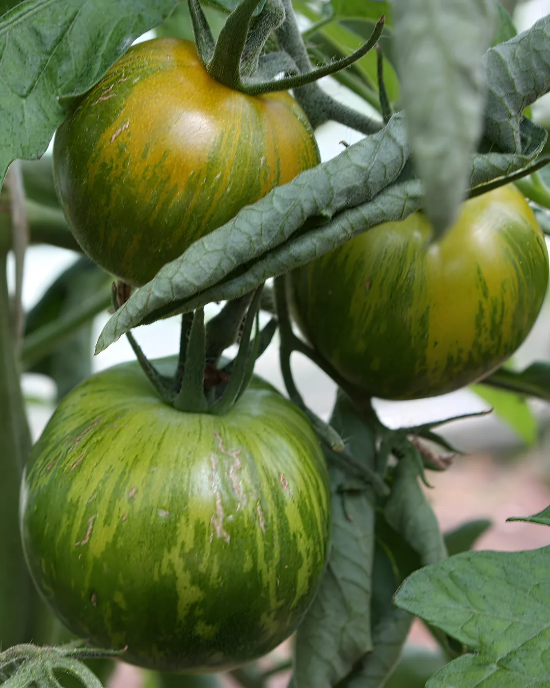 Tomates Green Zebra rayées sur le plant