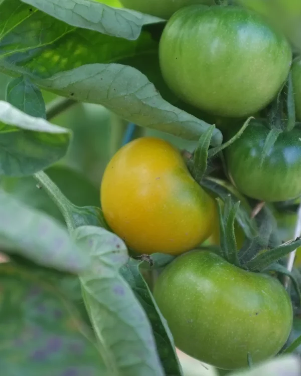Tomates jaunes de Thoune sur le plant