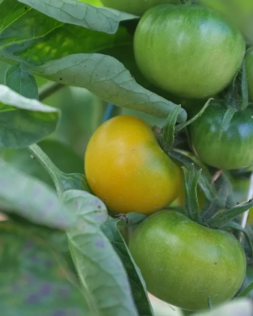 Tomates jaunes de Thoune sur le plant
