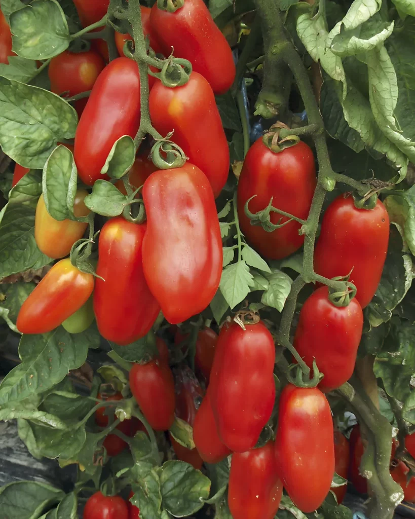 Tomates San Marzano allongées sur le plant