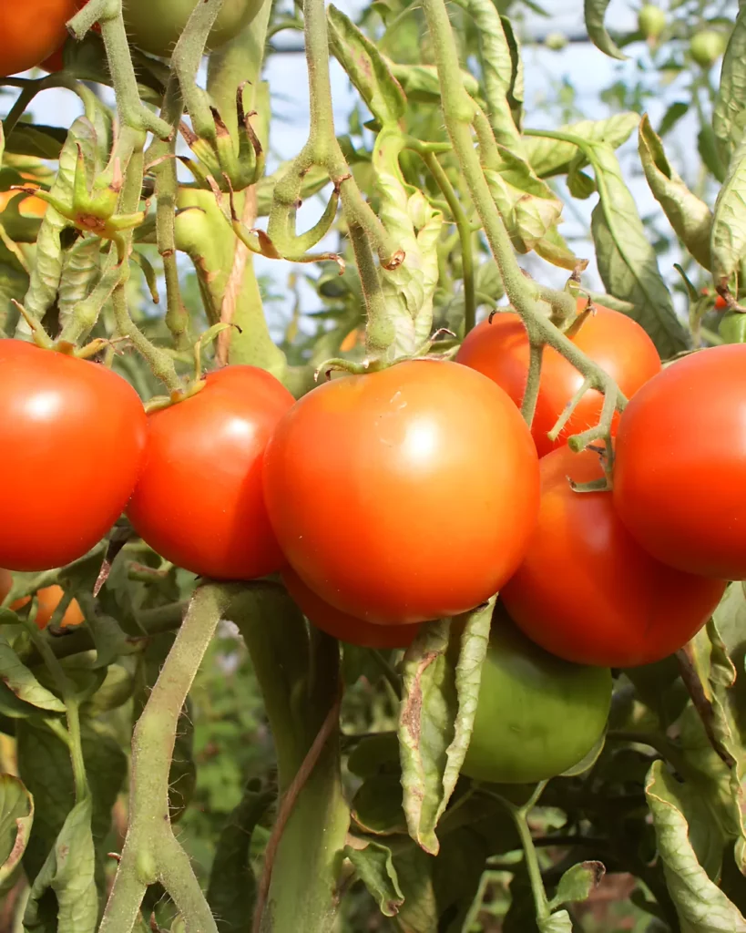 Tomates Sieger rouges sur le plant