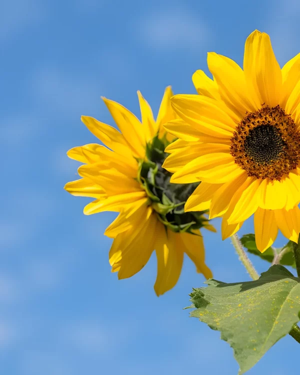 Fleurs de tournesol ramifié sur fond de ciel bleu