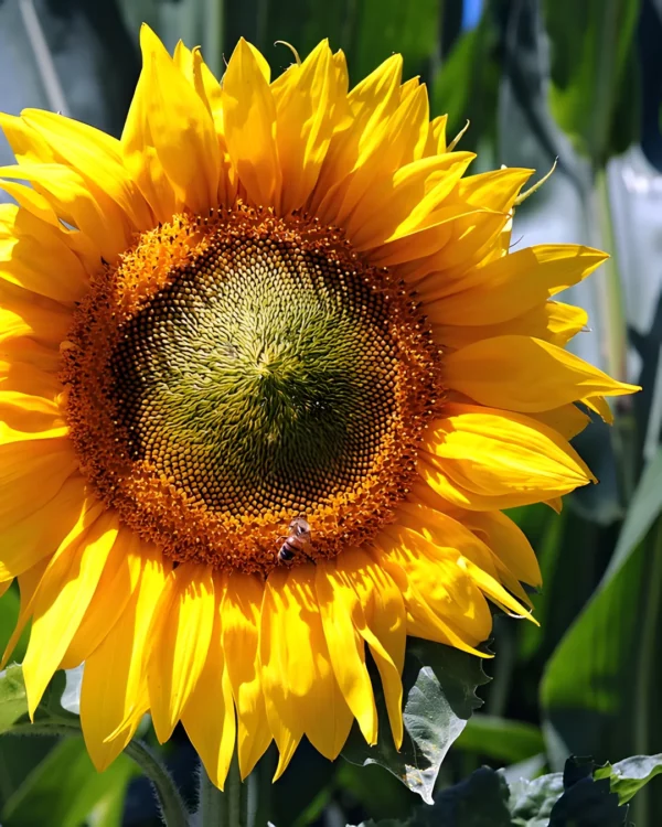 Fleur de tournesol Sunspot