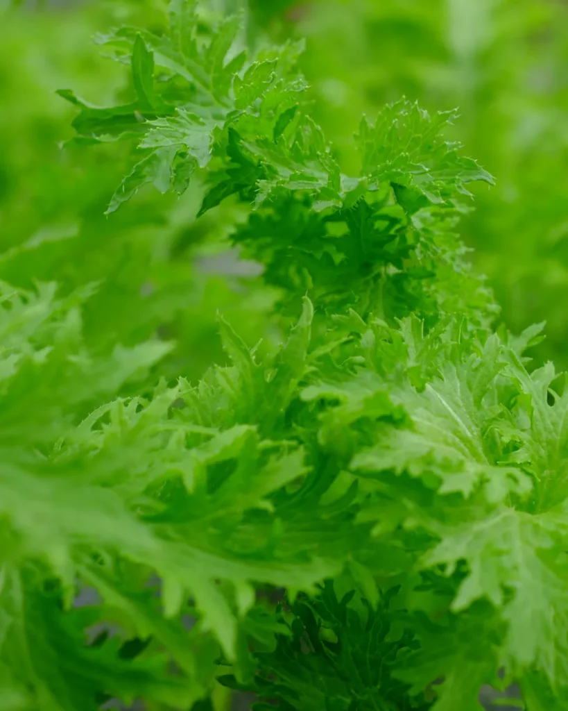 Feuilles frisées de moutarde Wasabino