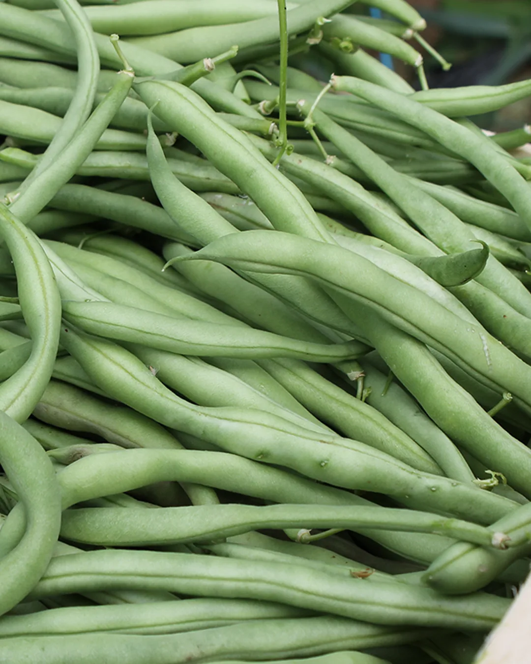 Haricots nains La Victoire fraîchement cueillis