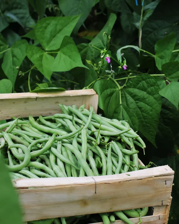 Haricots verts La Victoire récoltés en cagette