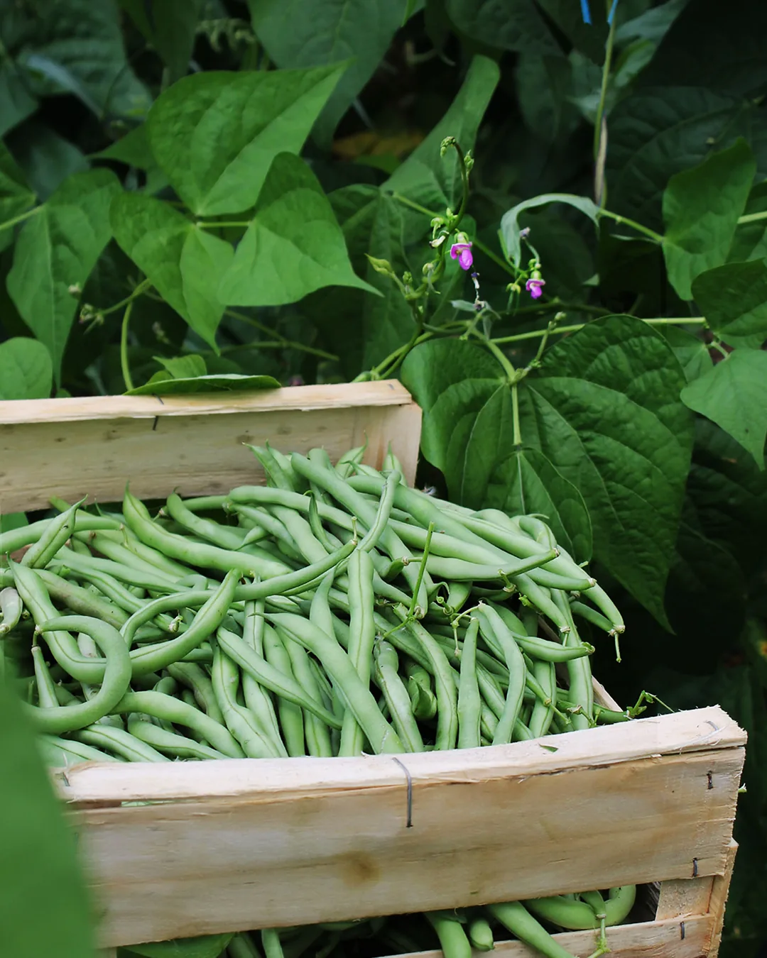 Haricots verts La Victoire récoltés en cagette