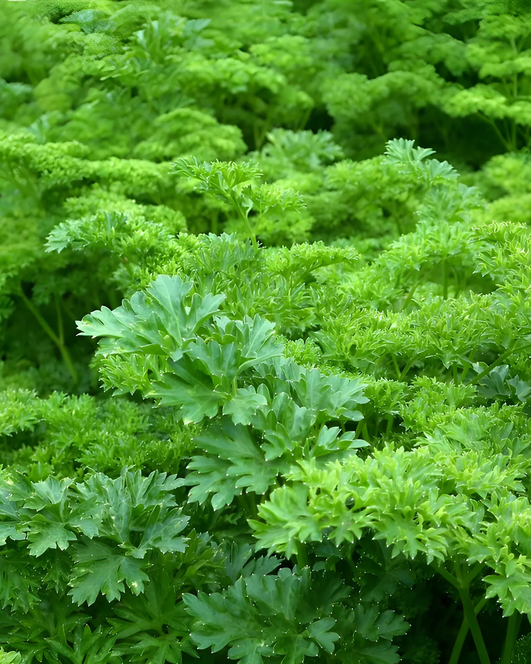 Persil frisé Mooskrause au potager