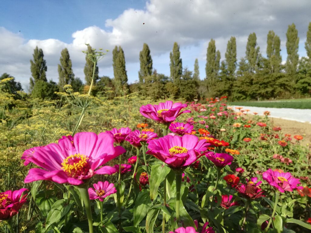 Zinnia en mélange - BIO