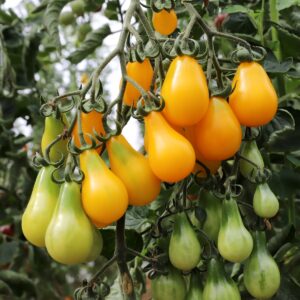 Tomate cerise jaune en forme de poire - BIO