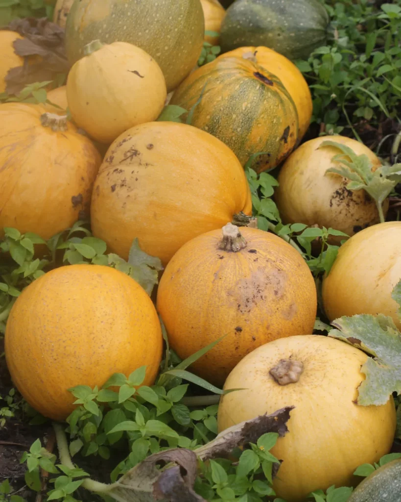 Courges melonnettes jaspées de Vendée au champ
