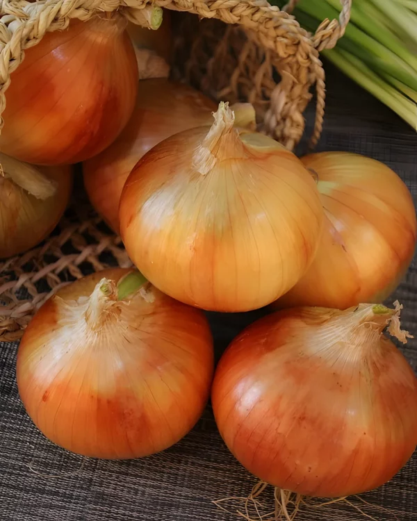 Oignons de Mazé dans un filet