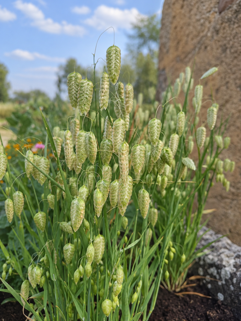 Grande Amourette – BIO