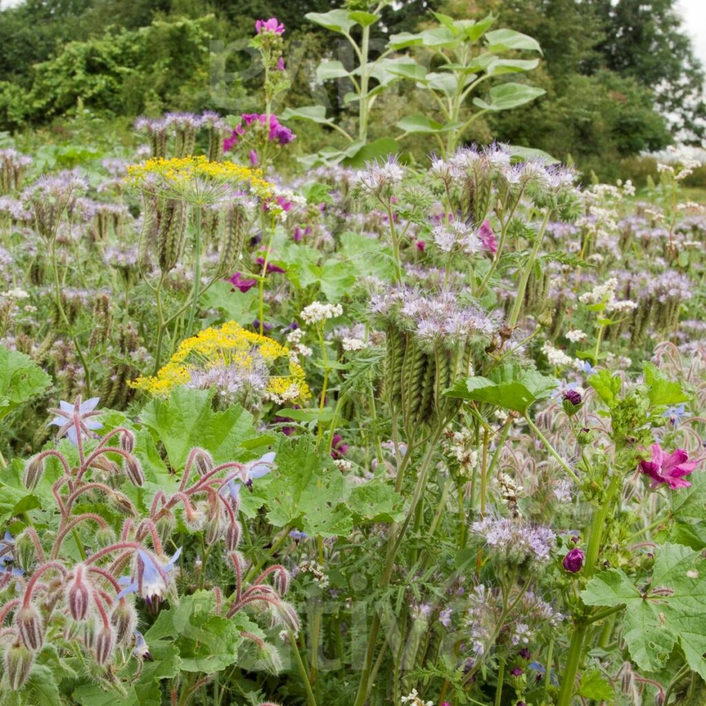 Buffet pour insectes -BIO