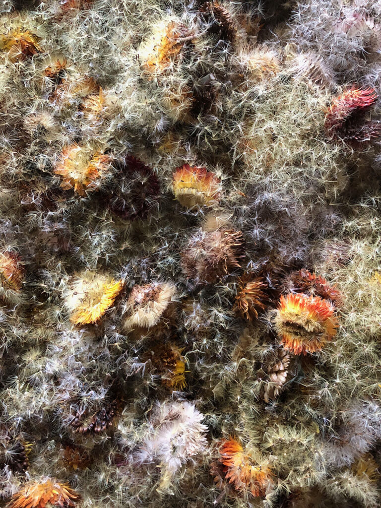Capitules séchés avant l’extraction des graines
