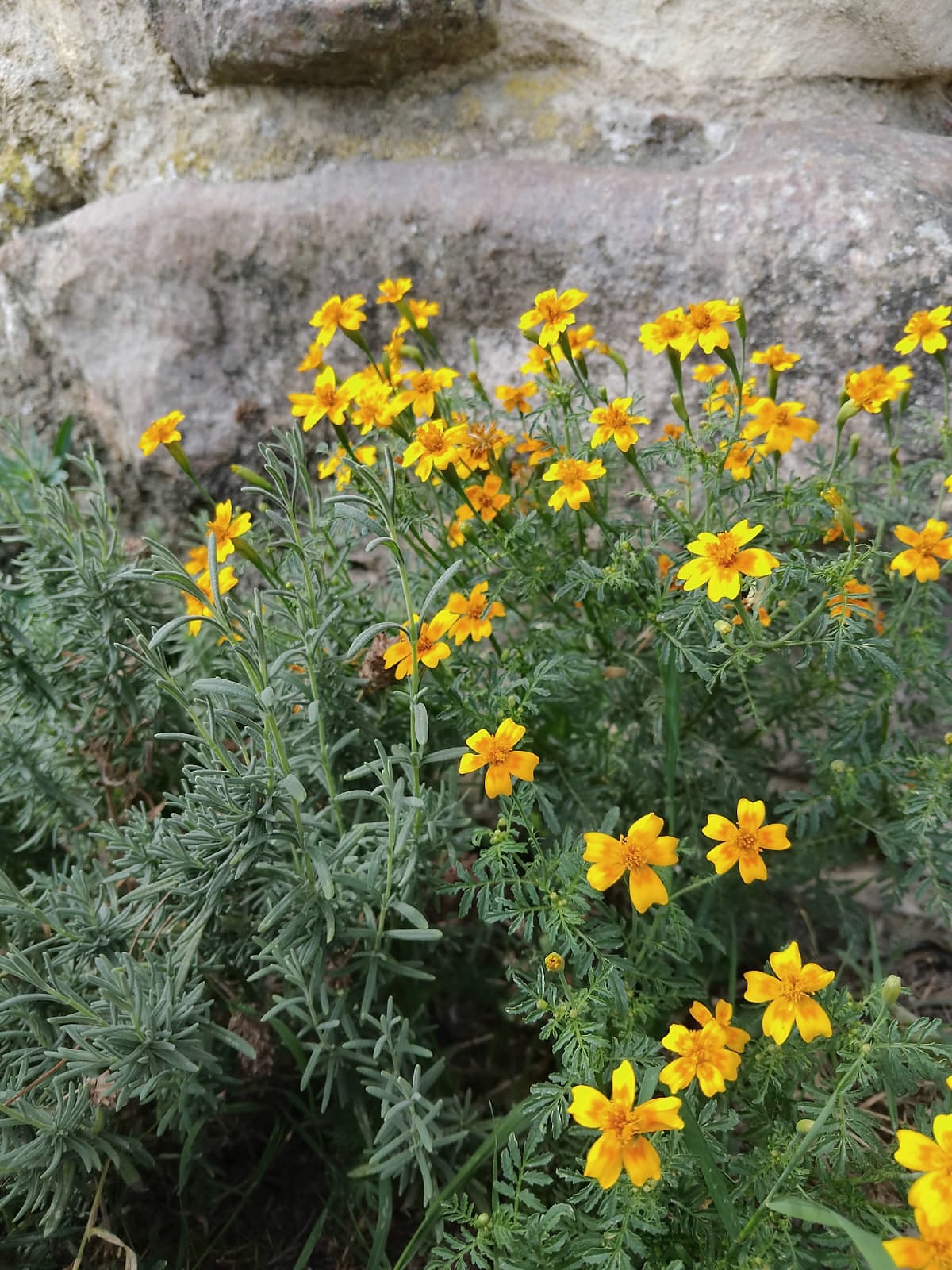 Tagète tachée - BIO – Image 3