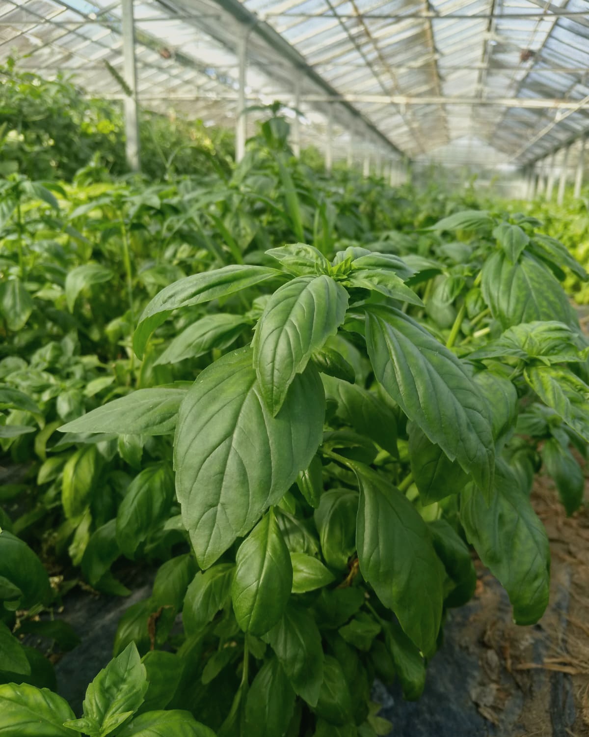 Basilic à Grandes Feuilles - BIO – Image 2