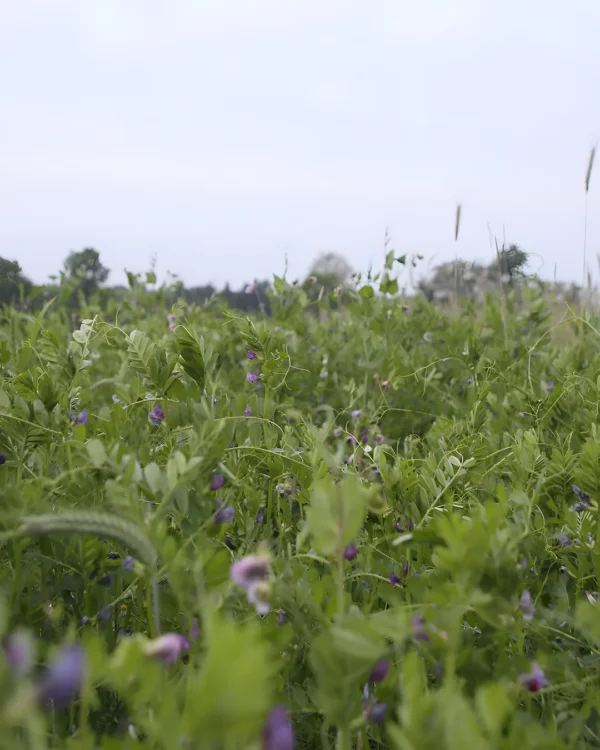 Engrais vert mélange d'automne au champ