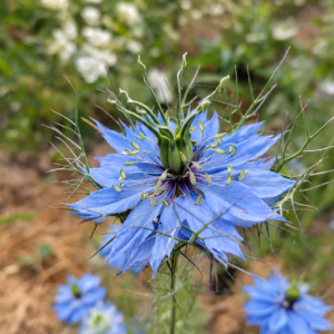 Nigelle en mélange - BIO