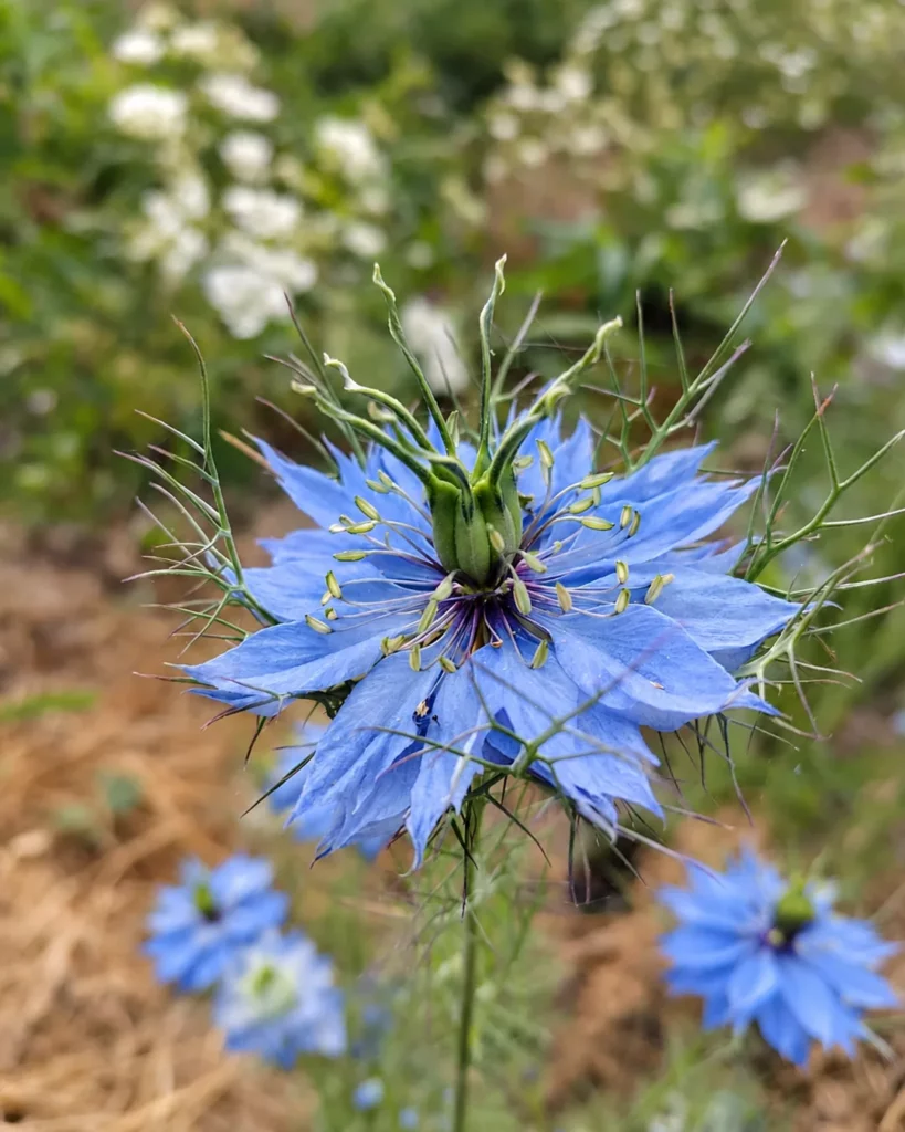 Fleur de nigelle bleue au jardin