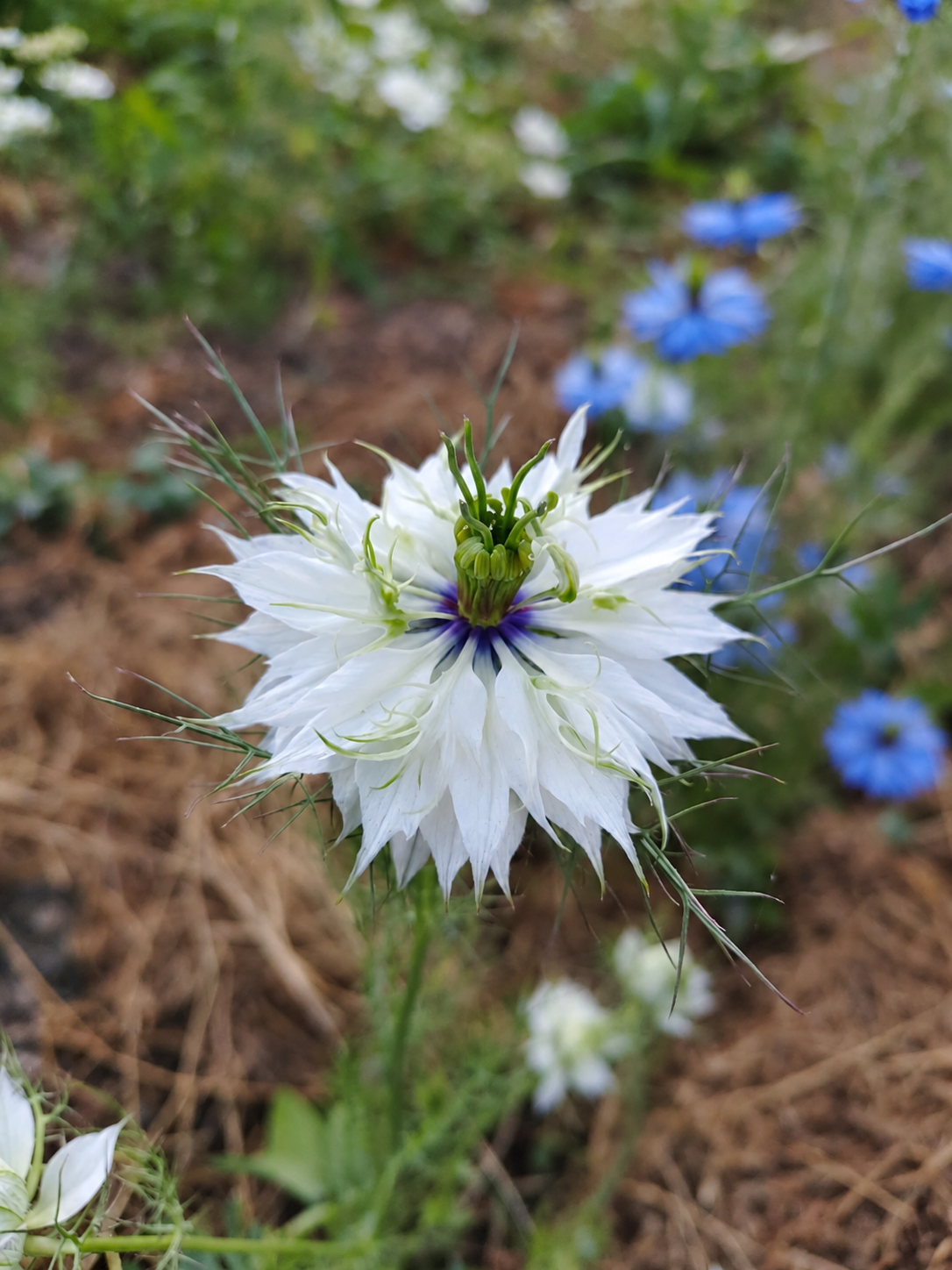 Nigelle en mélange - BIO – Image 2