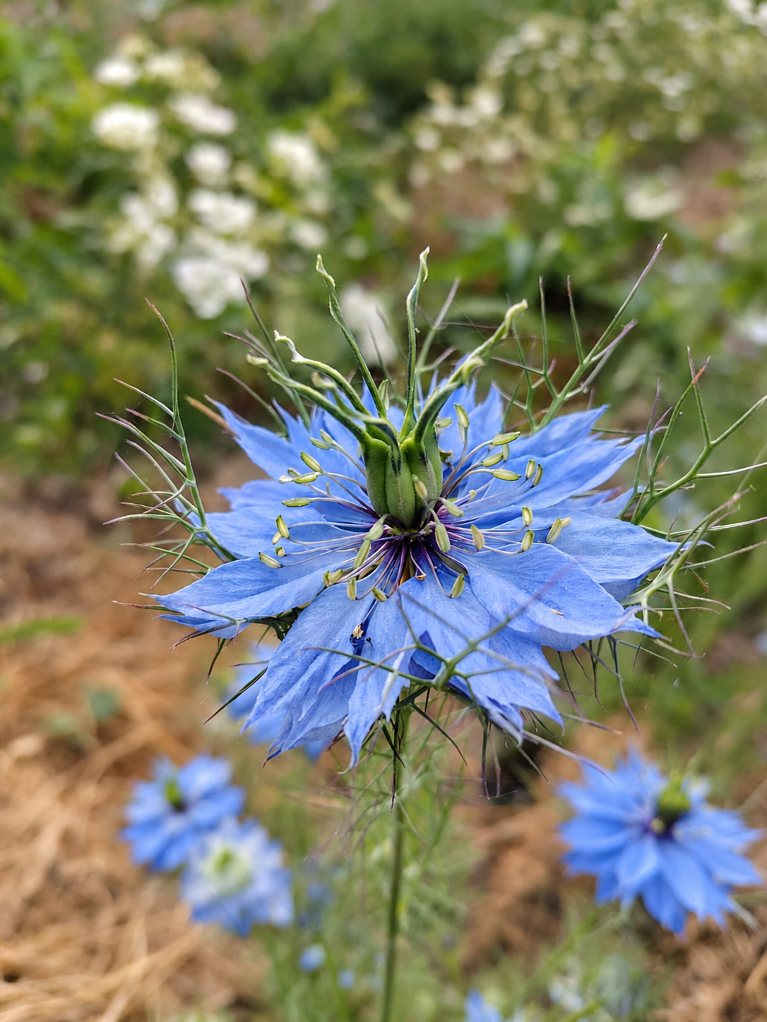 Nigelle en mélange - BIO