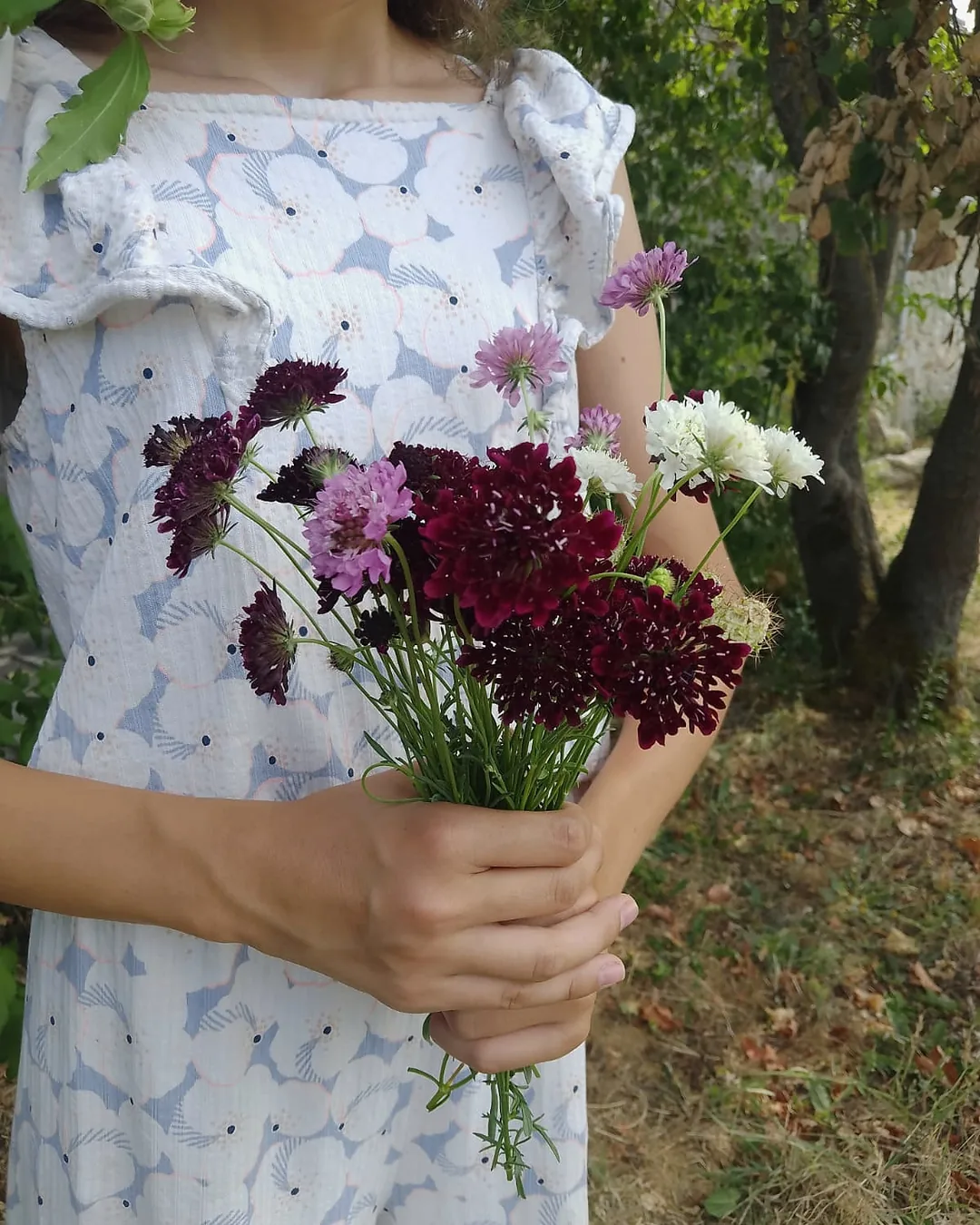 Bouquet de scabieuses pourpres