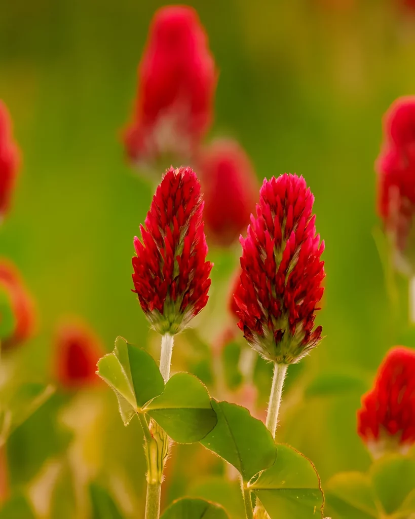 Fleurs rouges de trèfle incarnat au champ
