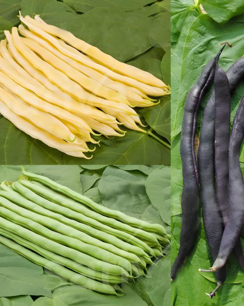 Trio de haricots à rame jaunes, verts et violets