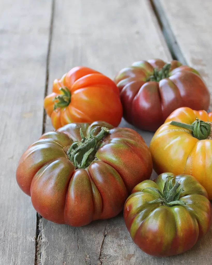 Tomates cœur de bœuf de plusieurs couleurs sur une table en bois