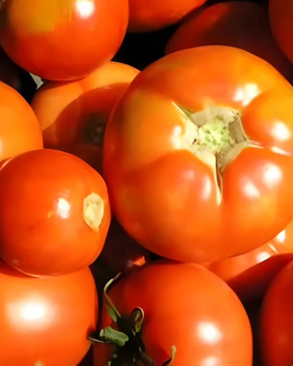 Tomates de Paudex rouges