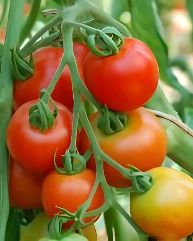Grappes de tomates Matina rouges