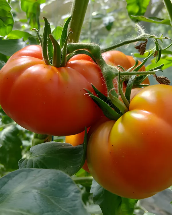 Tomates rouges de Marmande sur le plant
