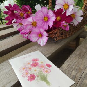 Cosmos picotée - BIO