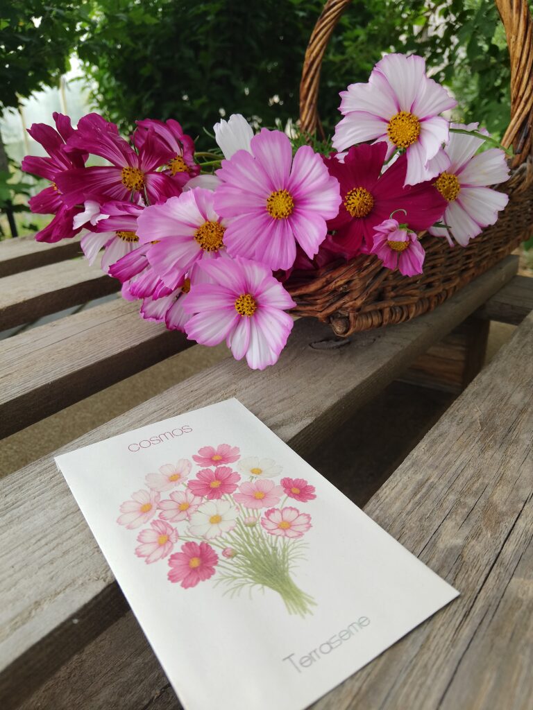 Cosmos en mélange - BIO