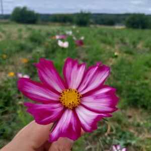 Cosmos picotée - BIO – Image 2