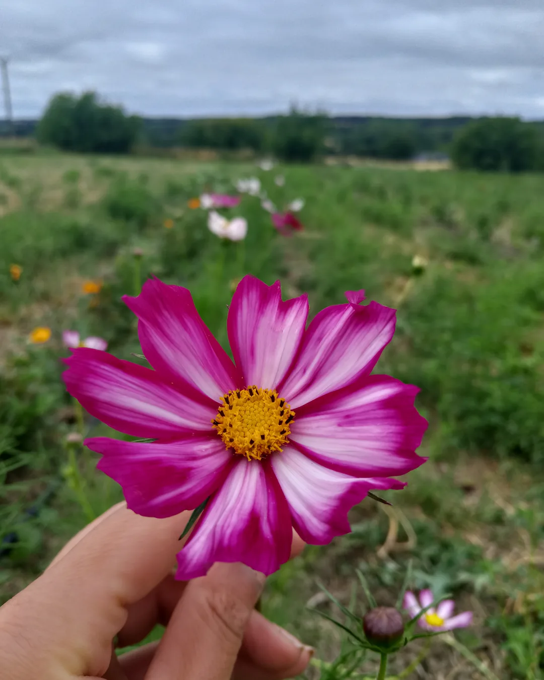 Fleur de cosmos rose tenue à la main dans un champ