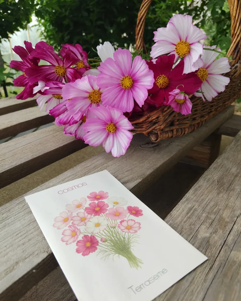 Bouquet de cosmos roses et blancs et sachet illustré