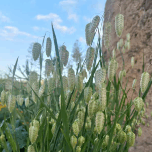 Grande Amourette – BIO